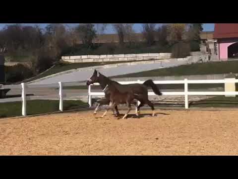 HF v. Grandorado TN - Carlando I