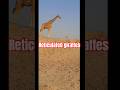 Reticulated giraffe are found in open savannah and wooded grasslands in Kenya #viralvideo #giraffe