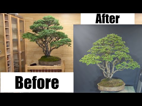Giant Hemlock Fully Wired - Greenwood Bonsai