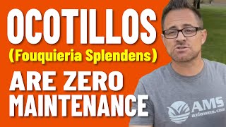 Ocotillo Plants Are Zero Maintenance