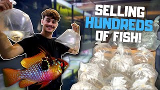 Selling HUNDREDS of Fish! What It