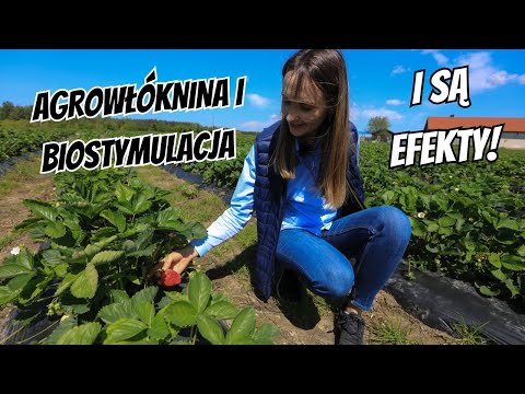 Zalecenia z plantacji truskawek. Agrowłóknina i biostymulacja były bardzo potrzebne