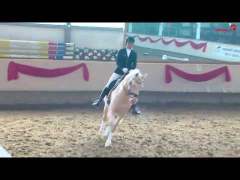 Altmarkhofs Qaside MD, 3-jähriger gekörter Cremello- Warmbluthengst