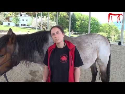 Horse Aikido - Der Weg der Harmonie im Zusammenspiel von Mensch und Pferd