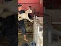 HOW TO SELECT A GOAT FOR BUTTER Mutton Cutting Trending Goatmeat Roastgoat Mutton Lambmeat