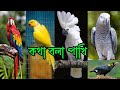 talking bird birds that talk The price of a talking bird. Talking birds. Macaw, Tia, Myna, Cockatoo