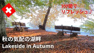 【スイス暮らしVlog】3分間で気分転換☆｜ 光と水と紅葉のシンフォニー♡湖畔の美しい秋｜Beauty of Autumn｜Zurich lake｜Swiss vlog