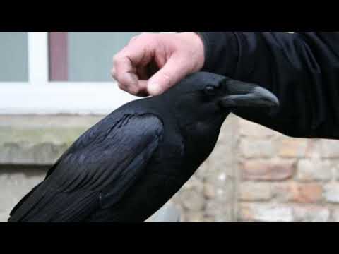 que significa SOÑAR con un CUERVO negro que me ataca