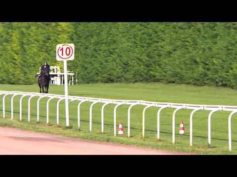 Breeze-Up Osarus 2020 - Lot 17