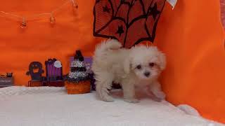 ハーフ犬の動画01