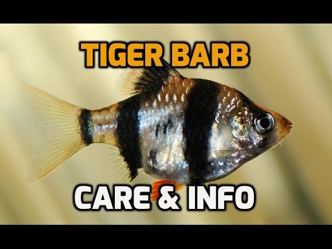 Tiger Barb (Puntigrus tetrazona) — care, info, how to