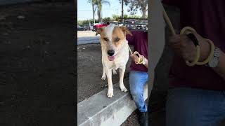 Video preview image #1 Akita-Unknown Mix Puppy For Sale in Pasadena, CA, USA