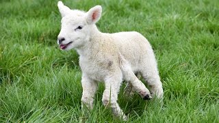 Adorable Lamb Born With Five Legs