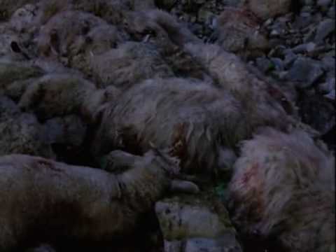 Sheep without a Shepherd