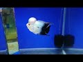 Top 10 Most Beautiful Thaisilk Flowerhorn Cichlid In The World