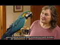 Kaytee Fiesta Natural Macaw