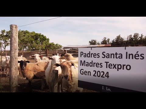 Jornada de Ovinos 2025 de INIA La Estanzuela