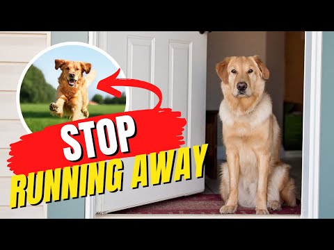 How to STOP your dog from running out the gate  Canine Training