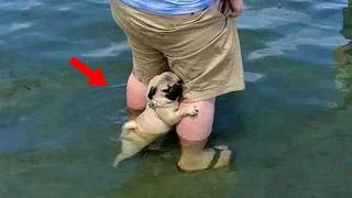Your Dog’s First Ocean Day Doesn’t Go as Planned 😂🌊 Funny Dog and Water