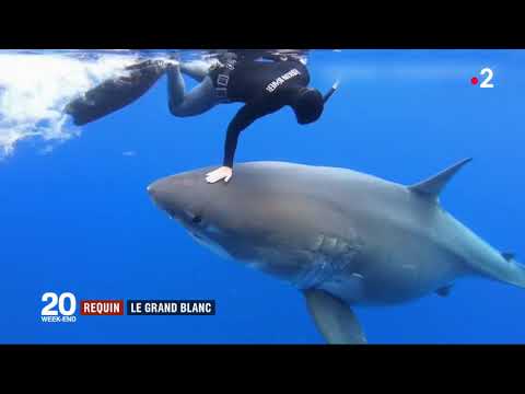 ???????? ???? #requins : Comportement irresponsable de la plongeuse Ocean Ramsey ? - 18/01/2019