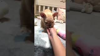 Video preview image #1 French Bulldog Puppy For Sale in SAN JOSE, CA, USA