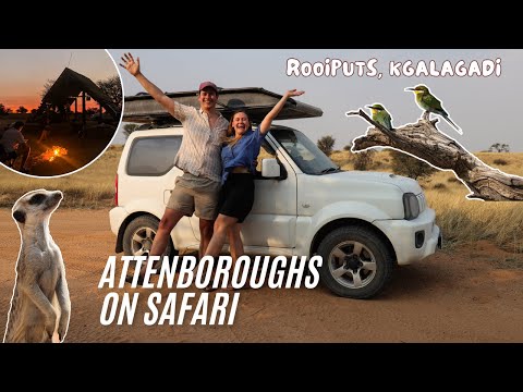 Rooiputs Unfenced Camping | Botswana's Wild Side of the Kgalagadi | Attenboroughs on Safari