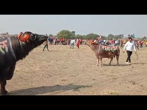 mahakal vs ram rahim