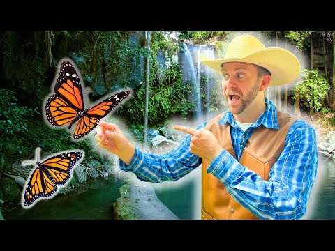 Man in a straw cowboy hat and brown vest points at two monarch butterflies by a cascading waterfall in a lush setting.