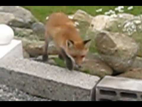 Algerna, röven och svinet