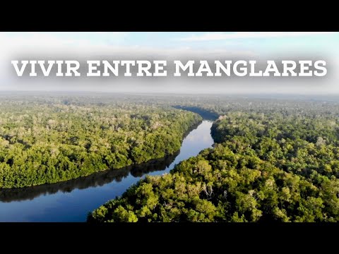 Así se vive en los manglares más altos de México - La Encrucijada, Chiapas.