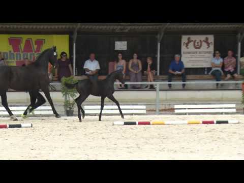 Siegerstutfohlen von Finest/Desperados