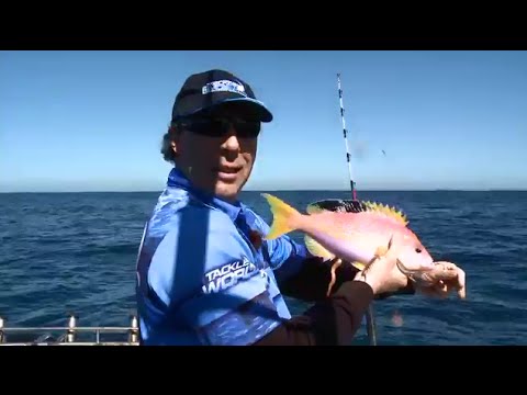 download lagu mp3 mp4 Orange Perch, download lagu Orange Perch gratis, unduh video klip Orange Perch