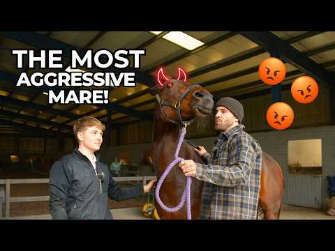 SHOEING THE MOST AGGRESSIVE HORSE IN THE WORLD!