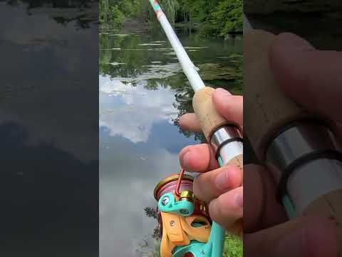 Is multi-color braid the BEST braided fishing line colorway? #reactiontackle #fishing