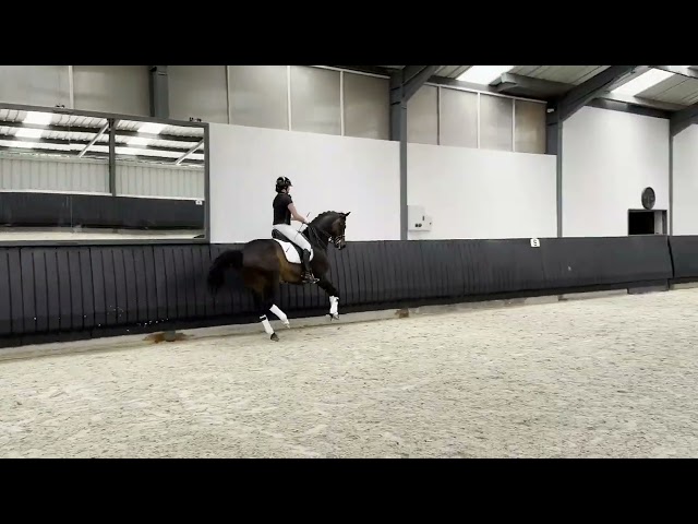 Ruin KWPN Nederlands sportpaard Te koop 2012 Bruin / Bai