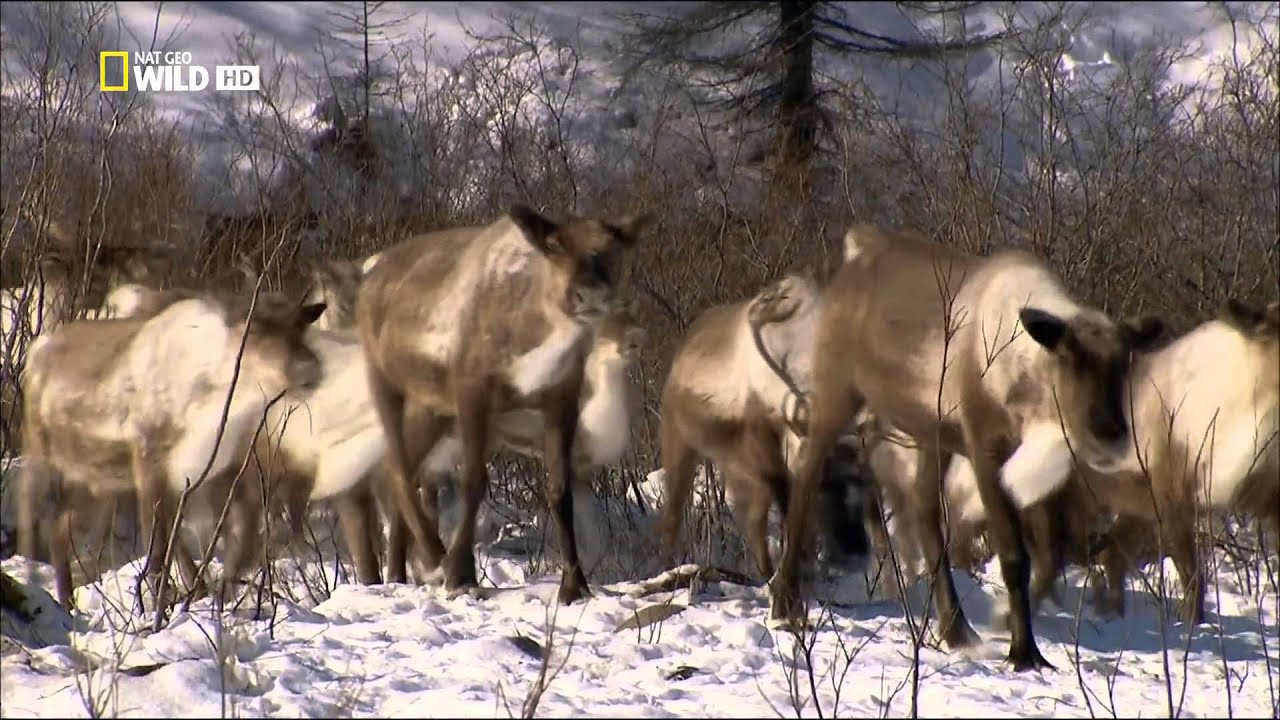 Kinn az orosz vadonban Szibéria HD