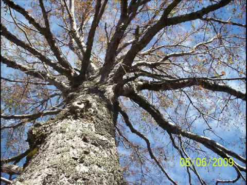 Beatriz Pichi Malen - Canción Sagrada del Viento (Wi Wi Wi...)
