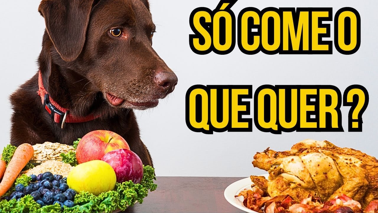 CACHORRO NÃO COME QUALQUER COISA ESCOLHE O QUE COMER APETITE SELETIVO COMO DEIXAR ELE FORTE
