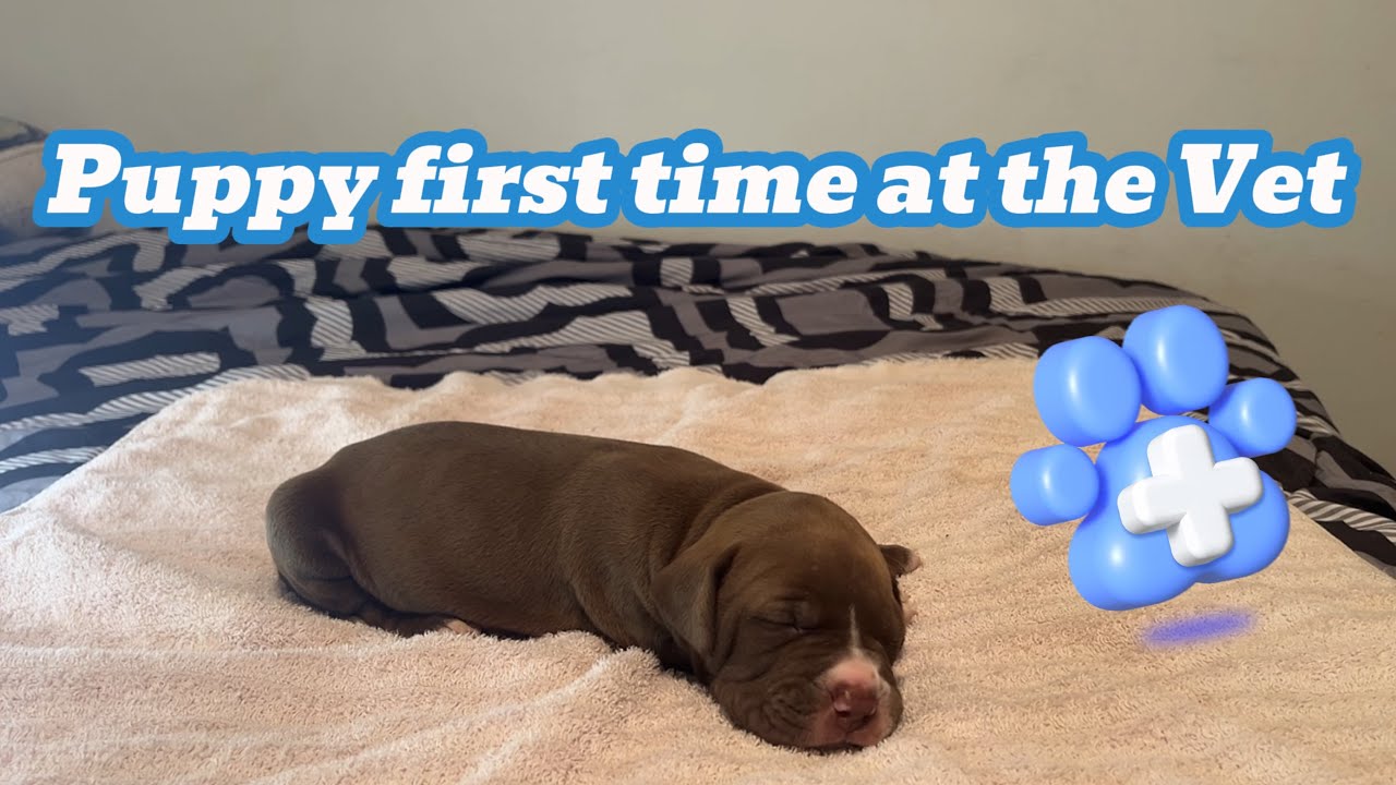 🐶Puppy first time at vet ASMR #asmr #roleplay #puppy #softvoice #veteran