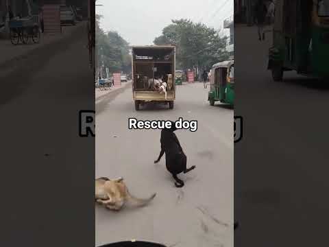 Azaadi ka Ehsas: Dogs escaping the rescue van 🐕🥺In Be-zubaanon ki Khushi toh dekho! Freedom at last