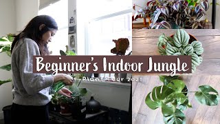 Plant Tour 2021 | Beginner Indoor Jungle | Easy houseplants to start 🌱🌞 | My houseplant collection