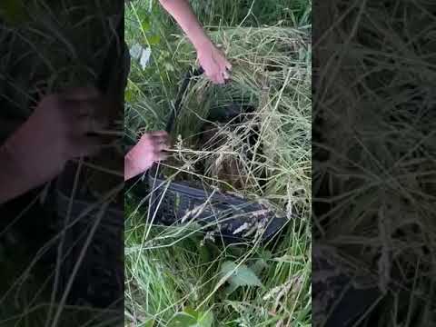 Zachránili jste srnčata a drobnou zvěř v období senosečí v Moravskoslezském kraji