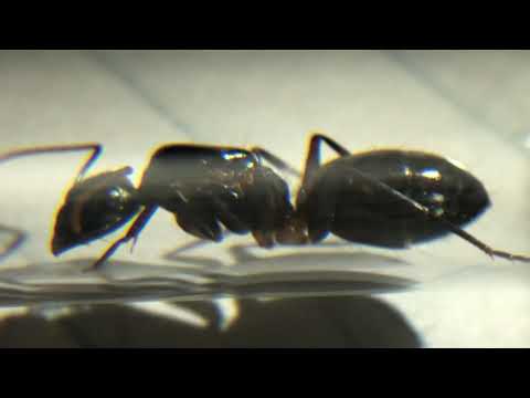 Camponotus sexguttatus 6-21-19