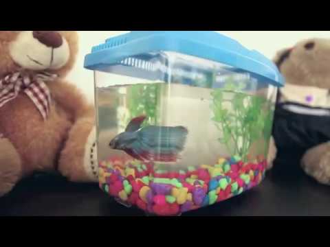 PET101 - SETTING UP YOUR BETTA FISH TANK