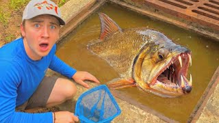 I Discovered MONSTER FISH Living in a Sewer!