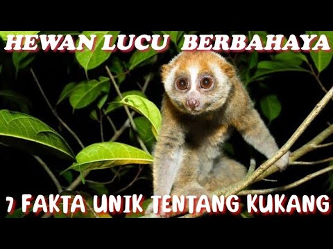 7 Fakta Unik Tentang Kukang | Hewan Lucu Berbahaya