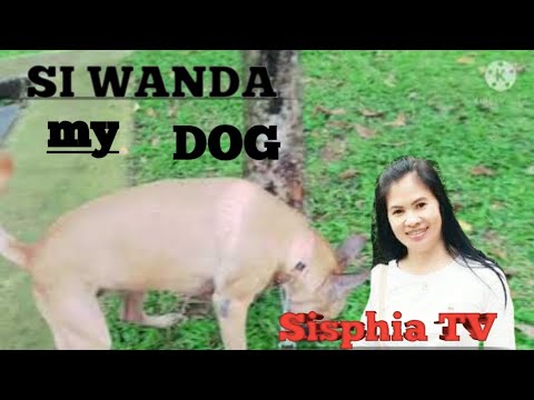 JUST TAKE MY DOG FOR A WALK. @Fiavlog28