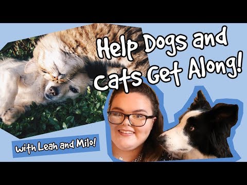 How to Build a Positive Relationship Between a Dog and a Cat! Helping Dogs and Cats Get Along!
