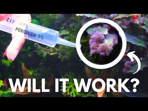 How to treat aggressive Black Beard Algae (BBA) On Bucephalandra