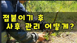 접목 후 사후관리는 어떻게? How to follow up after graft?